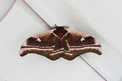 Bunaea alcinoe