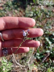 Lavandula multifida image