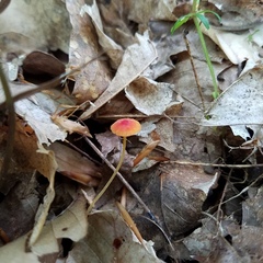 Mycena acicula