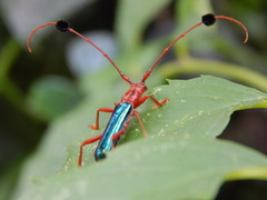 Compsocerus violaceus