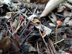 Mycena acicula