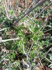 Lavandula multifida image