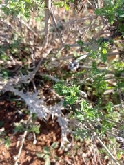 Lavandula multifida image