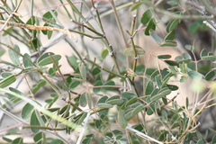 Pomaria melanosticta