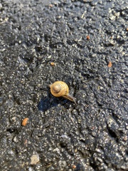 Oxychilus draparnaudi