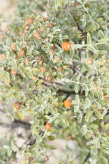 Buddleja marrubiifolia
