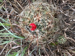 Hamatocactus setispinus