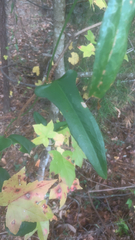 Smilax auriculata