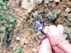 Lavandula multifida image