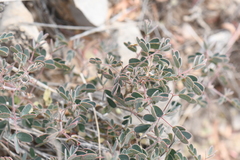 Pomaria melanosticta