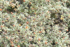 Buddleja marrubiifolia