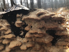Cerrena zonata