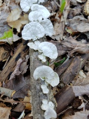 Trametes conchifer