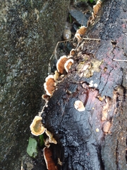 Trametes ochracea