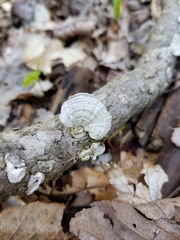Trametes conchifer