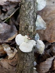 Trametes conchifer