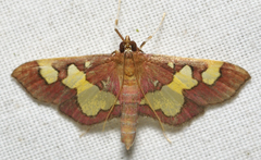 Colomychus talis