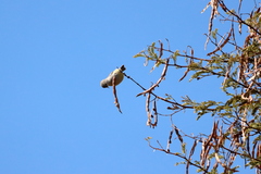 Eremomela icteropygialis
