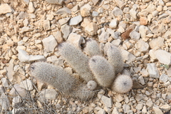 Mammillaria pottsii