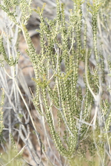 Mortonia scabrella