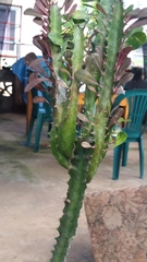 Euphorbia trigona