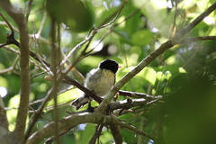 Petroica macrocephala macrocephala