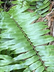 Nephrolepis biserrata