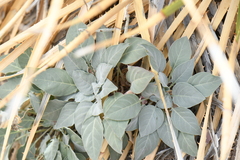 Oenothera brachycarpa