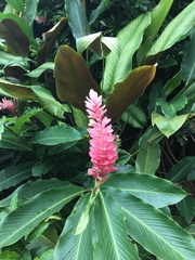 Alpinia purpurata image