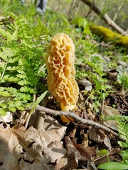 Morchella americana