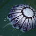 Purple-striped Sea Nettle - Photo (c) Mike Baird, some rights reserved (CC BY)
