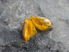 Pouteria campechiana