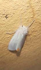 Rupela