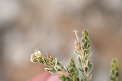 Mortonia scabrella