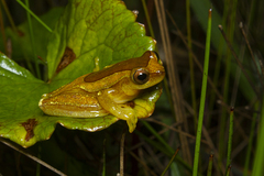 Dendropsophus elegans