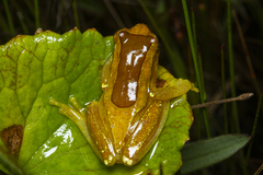 Dendropsophus elegans