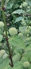 Hyptis capitata