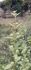 Hyptis capitata