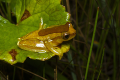 Dendropsophus elegans