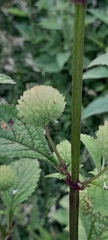 Hyptis capitata