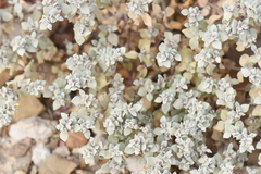 Tidestromia lanuginosa