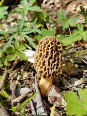 Morchella americana