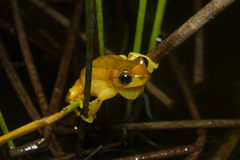 Dendropsophus elegans