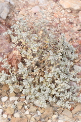 Tidestromia lanuginosa