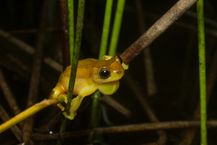 Dendropsophus elegans
