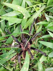 Sericopelma generala