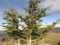 Cedrus
