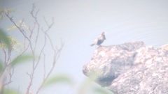 Nannopterum brasilianum