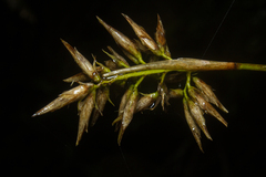 Chusquea bambusoides