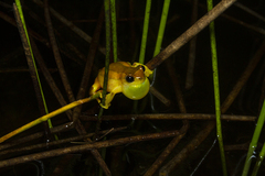 Dendropsophus elegans